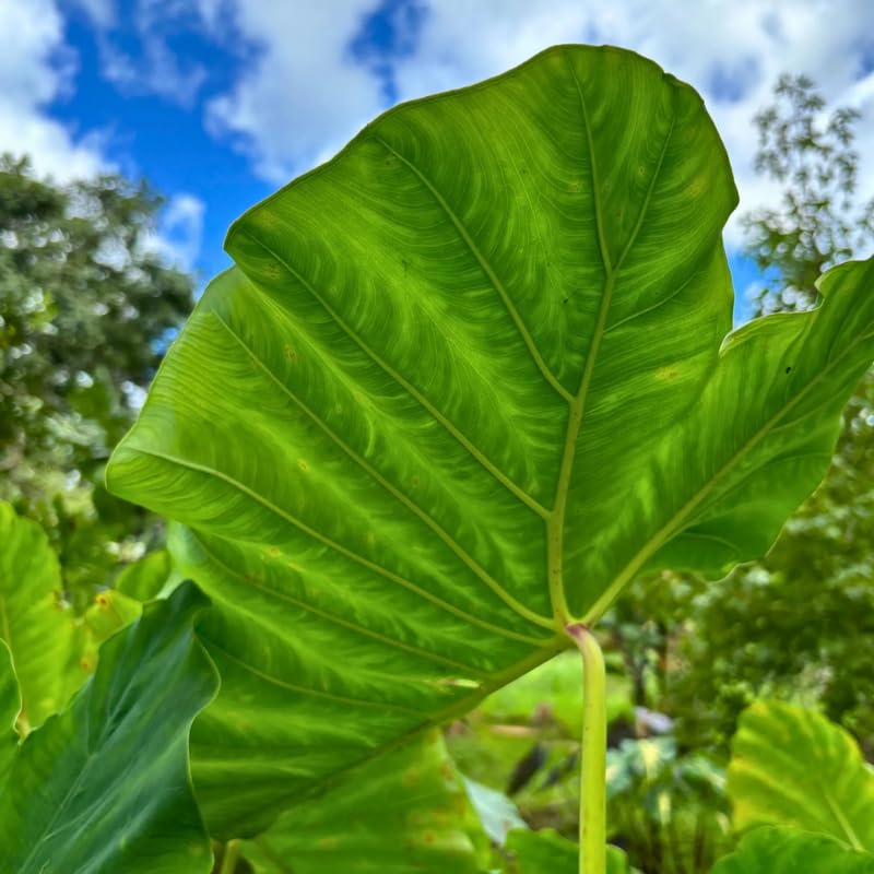 Elephant Ear Plants, Rare Colocasia Plant Live, Perennial Esculenta Taro Alocasia 4-8 Inch Tall, Indoor Outdoor Garden (Giant)