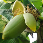 Banana Trees Live Plants from 4 to 6 Inc Long, Basjoo Banana Plants Live for Planting Gardening Outdoor and Indoor, 1 Plant