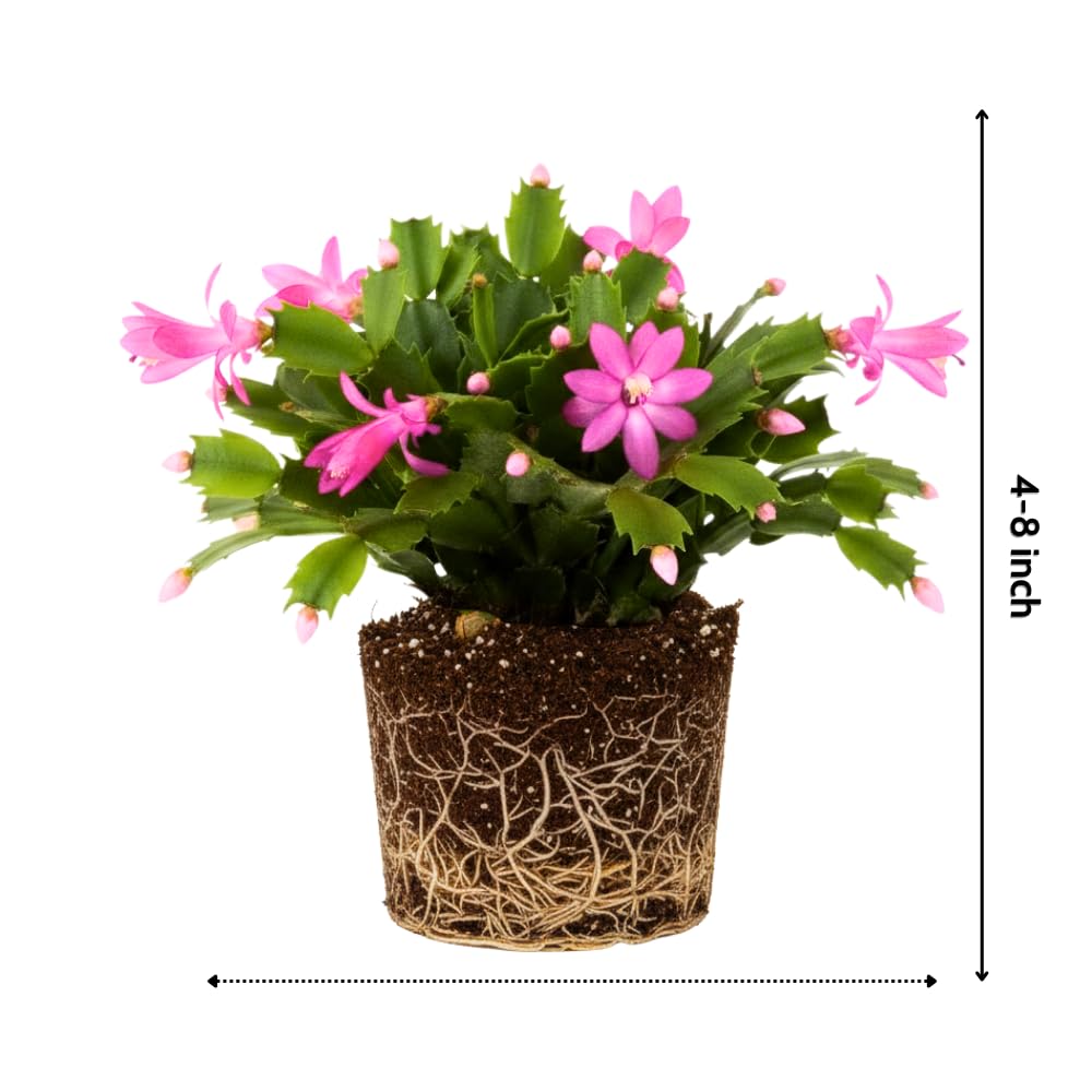 Christmas Cactus Plant, Thanksgiving Cactus in 4” Pot, Colorful Holiday Blooms, Indoor Gardens Growing (Pink Christmas Cactus)