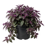 Purple Passion Plant, Gynura Purple Passion Plant Live, 4-6 Inc Tall, Easy Care Houseplant for Home and Office Decoration