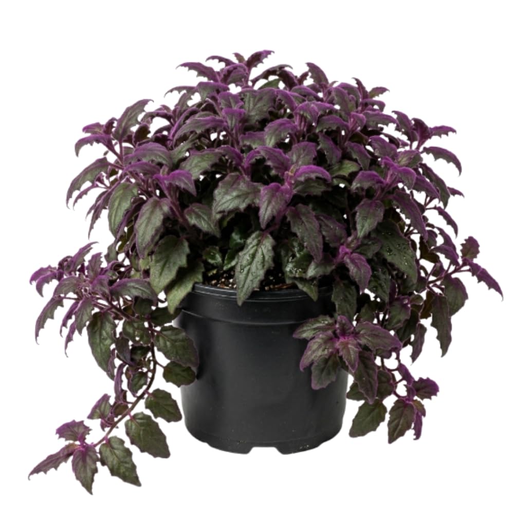 Purple Passion Plant, Gynura Purple Passion Plant Live, 4-6 Inc Tall, Easy Care Houseplant for Home and Office Decoration