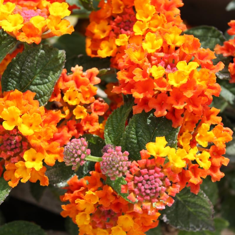 4 Lantana Plants Live for Planting, Fragrant Lantana Live Plant to Grow Indoor Outdoor, Lantana Flowers Perennial, 4-8" Tall (Orange Lantana)