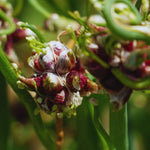 30 Egyptian Walking Onions Bulbs, Egyptian Walking Onions Bulbs for Planting Outdoors Indoors, Heirloom Onions Bulbs