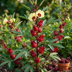 Red Roselle Hibiscus Live Plant 8-12 Inches Tall in Half Gallon Pot, Hardy Hibiscus Sabdariffa Plants, Tropical Flower Plant for Outdoor Garden