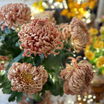 Chrysanthemum Flower Plant, Double Orange Mums Plant Live for Gardening Outdoor, 5 to 7 Inc Tall Well Rooted Chrysanthemum Plants Live Mum Live Plant