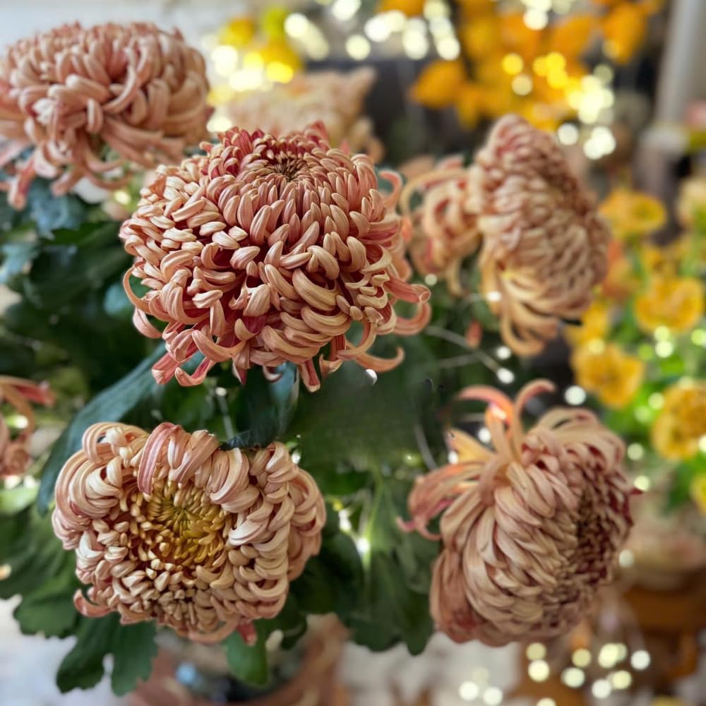 Chrysanthemum Flower Plant, Double Orange Mums Plant Live for Gardening Outdoor, 5 to 7 Inc Tall Well Rooted Chrysanthemum Plants Live Mum Live Plant