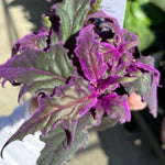 Purple Passion Velvet Plants Live, 4-7 Inc Tall, Gynura Aurantiaca Houseplant, Vibrant Purple Velvet Foliage for Indoor Decor