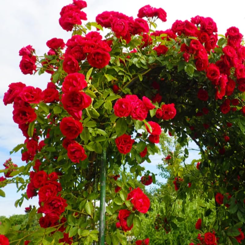 Red Rose Bush Live Starter Plant, Fragrant Red Climbing Rose for Planting Outdoor, No Pot, 1 Year Old Rose Plant, Well-Rooted Rose Plants Live Ready to Plant