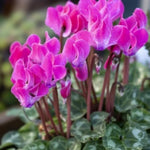 Cyclamen Plant Live in 4'' Pot, Vibrant Indoor Flowering Plants for Planting, Blooms Already, Indoor Outdoor Decoration (Pink Cyclamen)