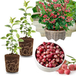 2 Southern Highbush Blueberry Plants Live for Outdoor Growing, Pink Lemonade Blueberry Trees Live Plants, Blueberries Bushes, Hardy and High Yield Seedlings, Starter 4 to 7", No Pot