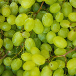 10 Green Grape Cuttings for Planting, Grape Vine Plant, Sweet Fruit Garden, 6 to 8'' Tall Cuttings