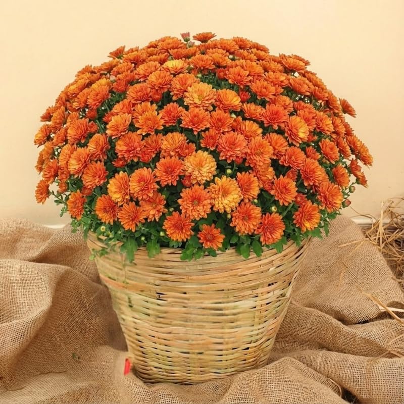 Orange Chrysanthemum Plants Live Starter, Mums Plants Live for Spring Blooms, Outside Growing, Hardy and Fast-Growing, Size 4-8" in Tall