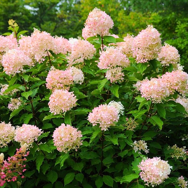 Bicolor Hydrangea Live Plant in 2.5'' Pot, Hydrangea Bush Shrub Vibrant Blooms, Outdoor Garden, Ready to Grow