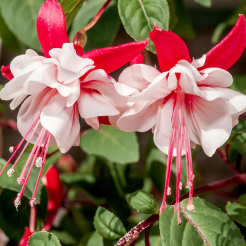 2 Fuchsia Live Plants, Fuchsia Flower Perennial for Outdoor Garden 3 to 5 Inches (Red White)