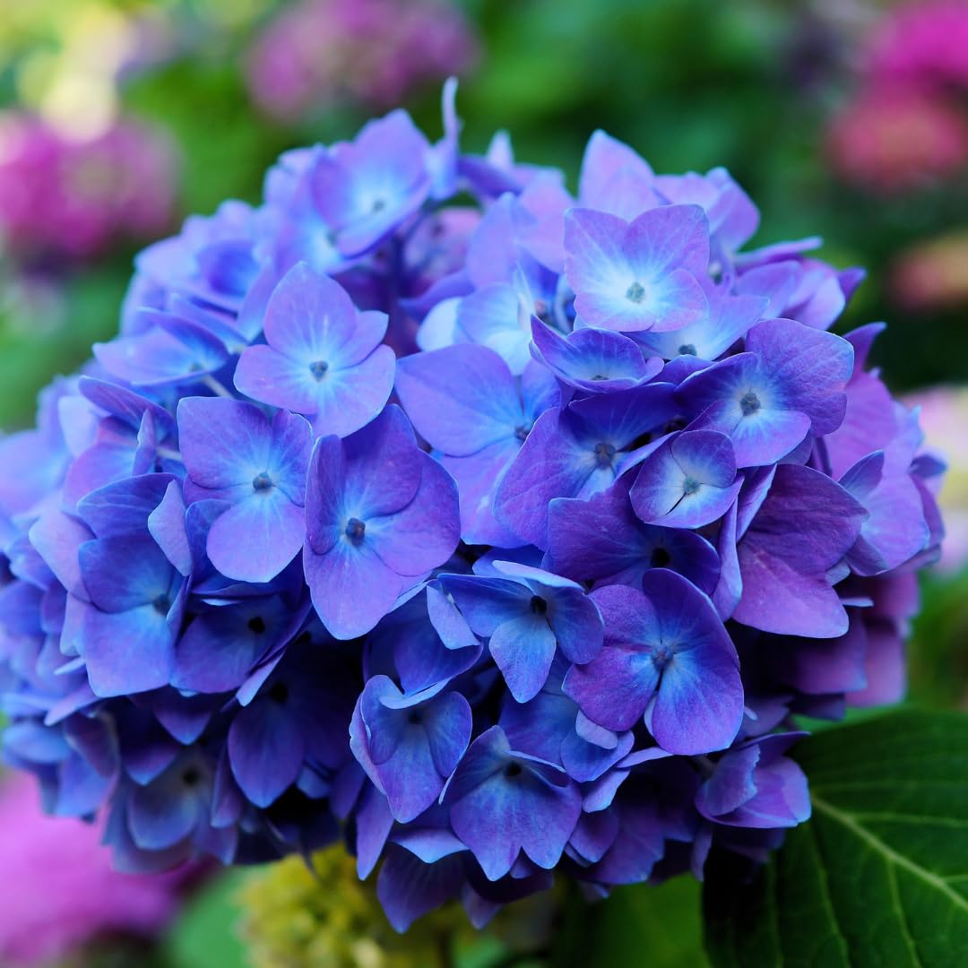 Hydrangea Bush Tree Plants Live, 5-9" Tall, No Pot, Dormant in Winter, Change Color Perennial Planting Indoor Outdoor, Long Lasting Blooms Flower (Blue to Pink or Purple)