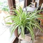 Set 2 Curly Spider Live Plant, Variegated Curly Spider Plants Live, Vine Houseplant Live for Growing, 3 to 5 Inches Long