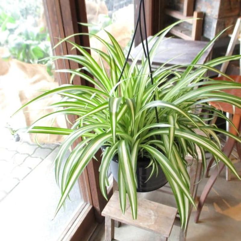 Set 2 Curly Spider Live Plant, Variegated Curly Spider Plants Live, Vine Houseplant Live for Growing, 3 to 5 Inches Long