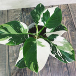 White Princess Philodendron Plant Live Indoor, 5-9" No Pot, Tropical House Plant for Indoor, 5-9" No Pot Home Décor Houseplants