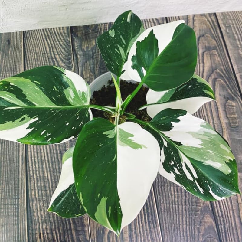 White Princess Philodendron Plant Live Indoor, 5-9" No Pot, Tropical House Plant for Indoor, 5-9" No Pot Home Décor Houseplants