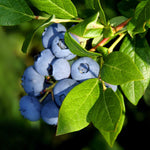 Blueberry Plant, Blueberry Tree Live Plant, 5-12" Height, Sweet Blueberry Bush Live Plant to Grow Outdoors (Legacy Blueberry Plant)