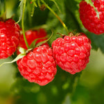 2 Raspberry Plants Live for Planting, Golden Raspberry Everbearing, Very Large and Sweet Raspberries, Well-Rooted Zones 4-8 (Caroline Red)
