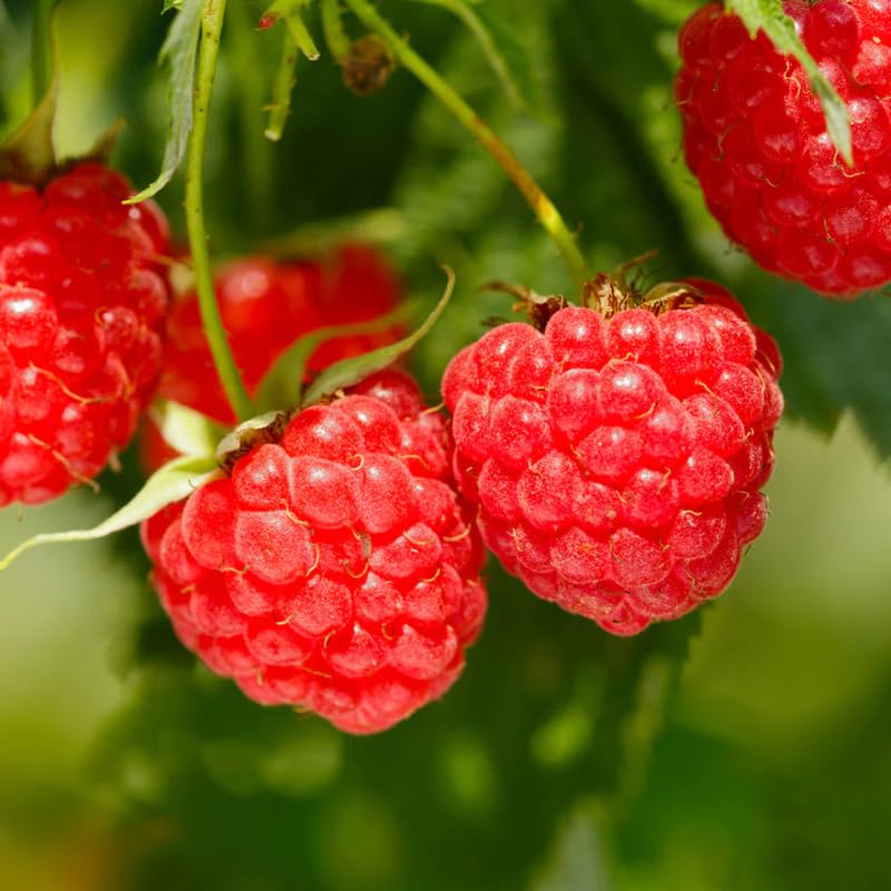 Everbearing Raspberry Bush Plant Live, Cold Hardy, Raspberries Plants Established Roots Live for Planting, 1 Plant 5-9 Inc Tall, No Pot (Red)