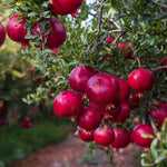 Red Pomegranate Tree Plant Live Seedling, Pomegranate Fruit Live Plant, 5-7'' Tall