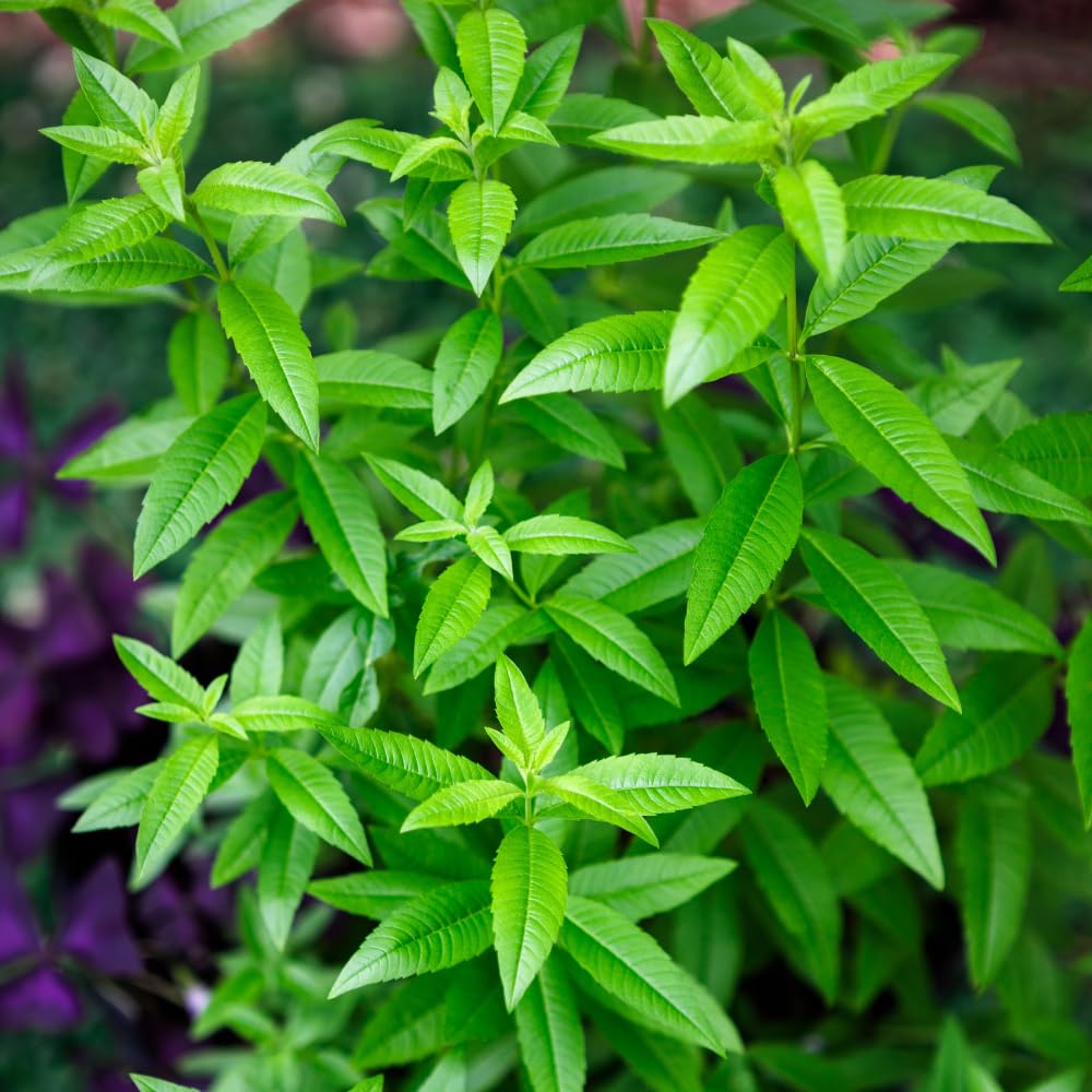 Set 2 of Lemon Verbena Plant Live, Fragrant Herb Shrub for Outdoor Gardening, Full Rooted from 2 to 5 Inches Tall