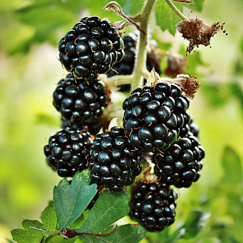 2 Thornless BlackBerry Plants Live for Planting, Sweet BlackBerry Bushes Trees, 5 to 8 Inches Tall, Blackberries Fruit Trees (Ouachita BlackBerry)