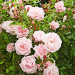 Pink New Dawn Climbing Rose Live Plant, 6 Months Old Starter, Fragrant Purple Climbing Roses for Planting Outdoor, No Pot