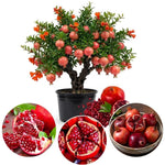 Salavatski Pomegranate Tree Live Plant, Hardy Pomegranate Fruit Tree for Outdoor Indoor Planting, Sweet Pomegranate Plant, Well-Rooted, 4 Inches Pot Plant, 7-10 Inches Tall