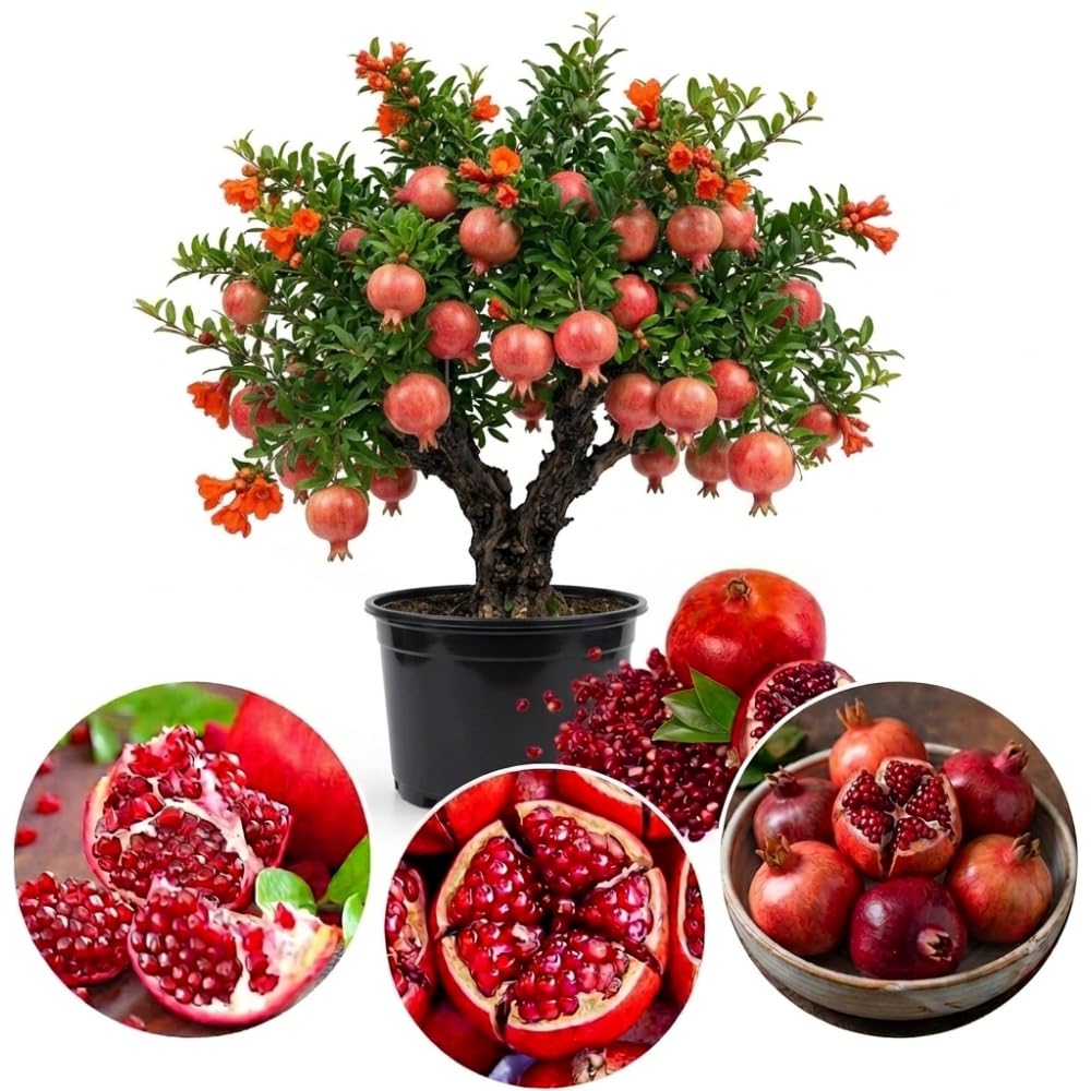 Salavatski Pomegranate Tree Live Plant, Hardy Pomegranate Fruit Tree for Outdoor Indoor Planting, Sweet Pomegranate Plant, Well-Rooted, 4 Inches Pot Plant, 7-10 Inches Tall