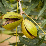 Set 4 Pecan Tree Bare Roots 12-18 Inches, Ready to Grow Pecan Plant Live, Dormant, Hardy, Outdoor Garden Planting