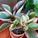 Peperomia Rainbow Live Plant 4-7 Inch Tall, 3.5 Inch Plant, Red Edge Peperomia Rainbow Plant, Maintenance Houseplant for Home Decoration