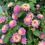 2 Lantana Plants Live, Lantana Live Plants for Planting Outdoors, Trailing Lantana Plants Live, 5 to 7 Inc Tall (Pink)
