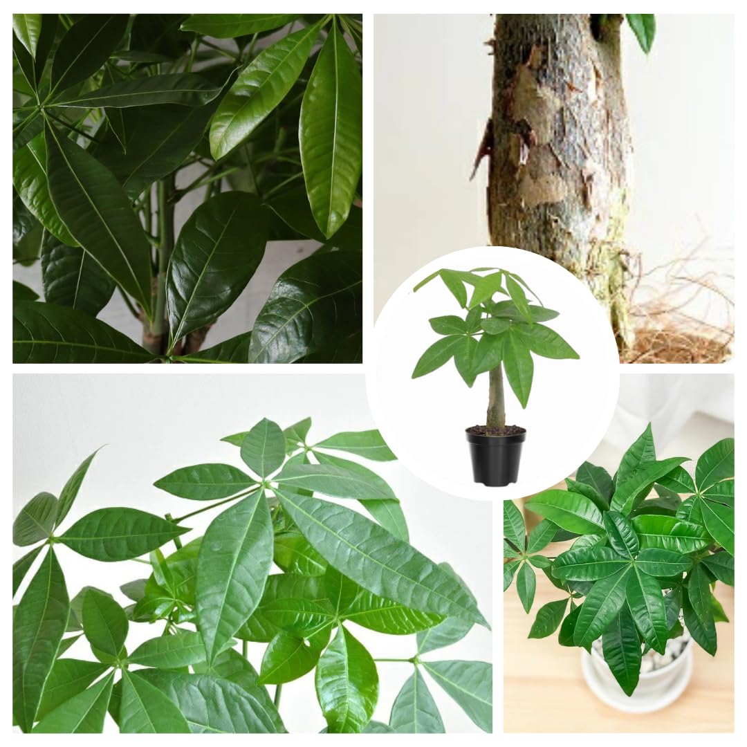 Money Tree Plant Live, 5 to 7 Inc Tall House Plant Live