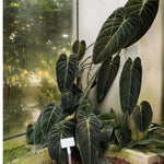 Melanochrysum Philodendron Plant Live Indoor, 5-9" No Pot, Tropical House Plant for Indoor, 5-9" No Pot Home Décor Houseplants