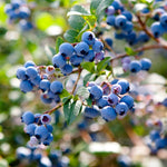 2 Blueberry Plants Live, Blueberry Trees Live Plant, Blueberry Bush Live Plant, 5-12" Tall, Blueberries Fruit Tree Ready to Grow (Biloxi Blueberry Plants)