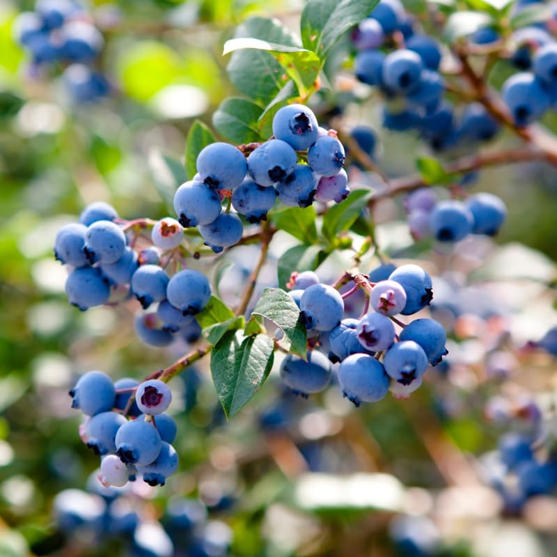 Blueberry Tree Live Plant for Planting, 5-10" Tall, Blueberry Plant Live, Sweet Blueberry Bush Live Plant (Southern Highbush Blueberry)