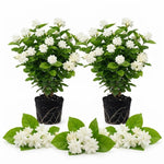 2 Double Jasmine Live Plants, Fragrant Flowering Shrubs, 4-6" Tall
