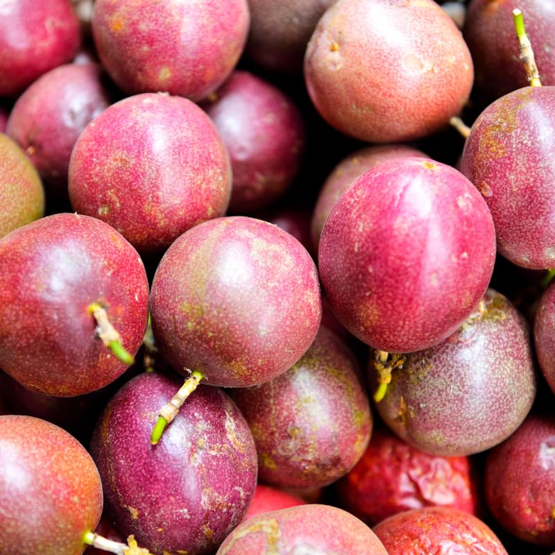 Passion Fruit Tree Live Plant, Purple Passionfruit Vine Plant, Passion Plant 5 to 7 Inc Tall, Gardenining Indoor Outdoor