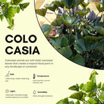 Colocasia Esculenta, Colocasia Live Plant, Elephant Ears Live Plant, Esculenta Taro Live Houseplant, 5-8 Inc Tall, No Pot (Rare Colocasia)