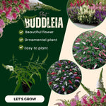 Mixed Butterfly Bush Buddleia Butterfly Plant Live, 4-9" Tall Well-Rooted for Outdoor Gardens, Perennial Shrub, No Pot