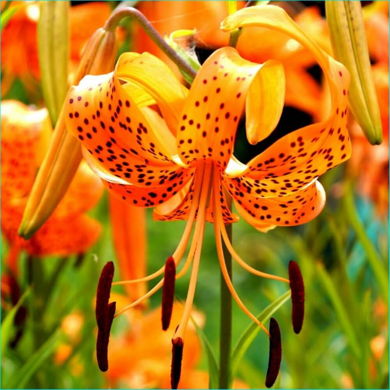 10 Turks Cap Lily Bulbs, Tiger Lily Bulbs with Vibrant Orange Blooms, Hardy Perennial Flowers