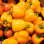 Set 6 Hot Pepper Live Plants, 90 Days Old Live Pepper Chili Plant for Spring Planting (Habanero Orange)