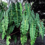 Billietiae Philodendron Plant Live, Rare Tropical Variegated Live Indoor Houseplant, Starter Plants No Pot, 5-9" in Tall