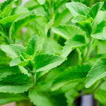 2 Stevia Plants Live for Planting Indoor Outdoor, 4-6 Inch Tall, Sweet Stevia Mint Herb, in Pot