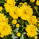 Pack 3 Yellow Chrysanthemum Plants, Mums Plants Live, 3 to 6 Inch Tall Garden Mum Live Plant, Vibrant Fall Blooms, Hardy Chrysanthemum Flowers, No Pot