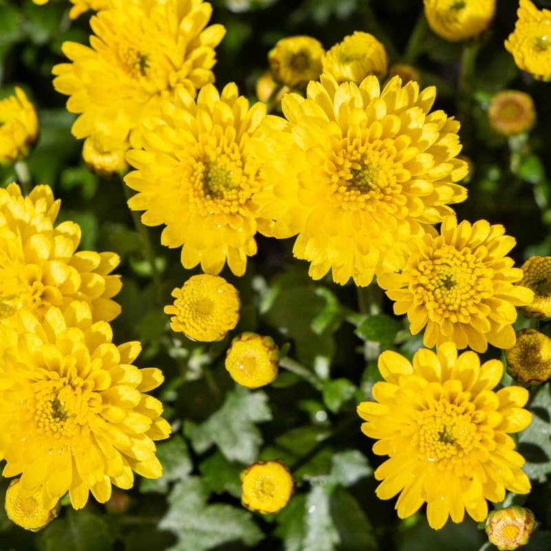 Pack 3 Yellow Chrysanthemum Plants, Mums Plants Live, 3 to 6 Inch Tall Garden Mum Live Plant, Vibrant Fall Blooms, Hardy Chrysanthemum Flowers, No Pot