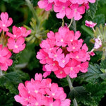 Set of 2 Pink Verbena Plant Live, Perennial Verbena Flowers, Pink Flower Plant, 5-7 Inches Tall for Outdoor Gardening